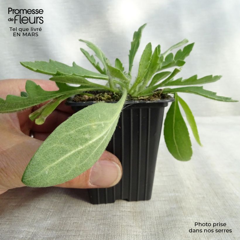 Gaillardia Royale Vasetto da 7/8 cm esemplare consegnato in inverno