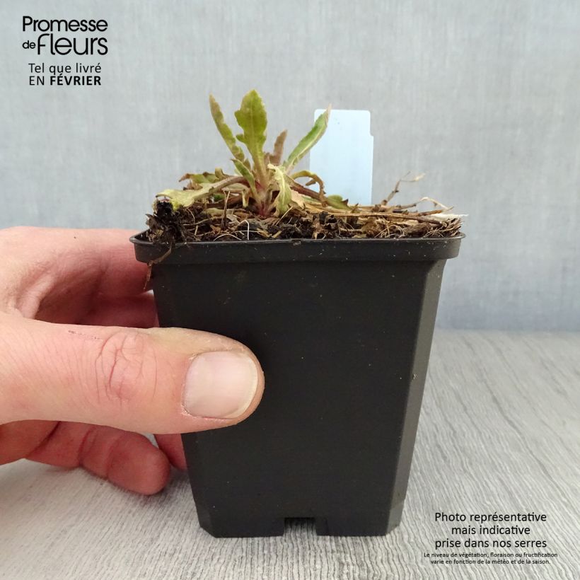 Gaillardia grandiflora Tokayer Vasetto da 8/9 cm esemplare consegnato in inverno