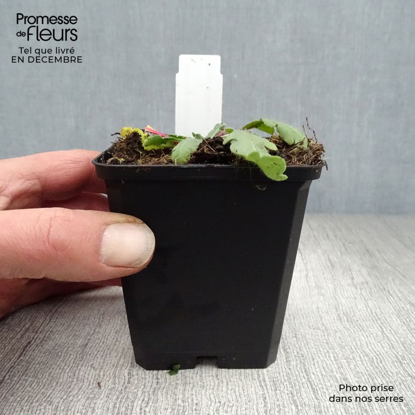 Gaillardia aristata Amber Wheels Vasetto da 8/9 cm esemplare consegnato in inverno