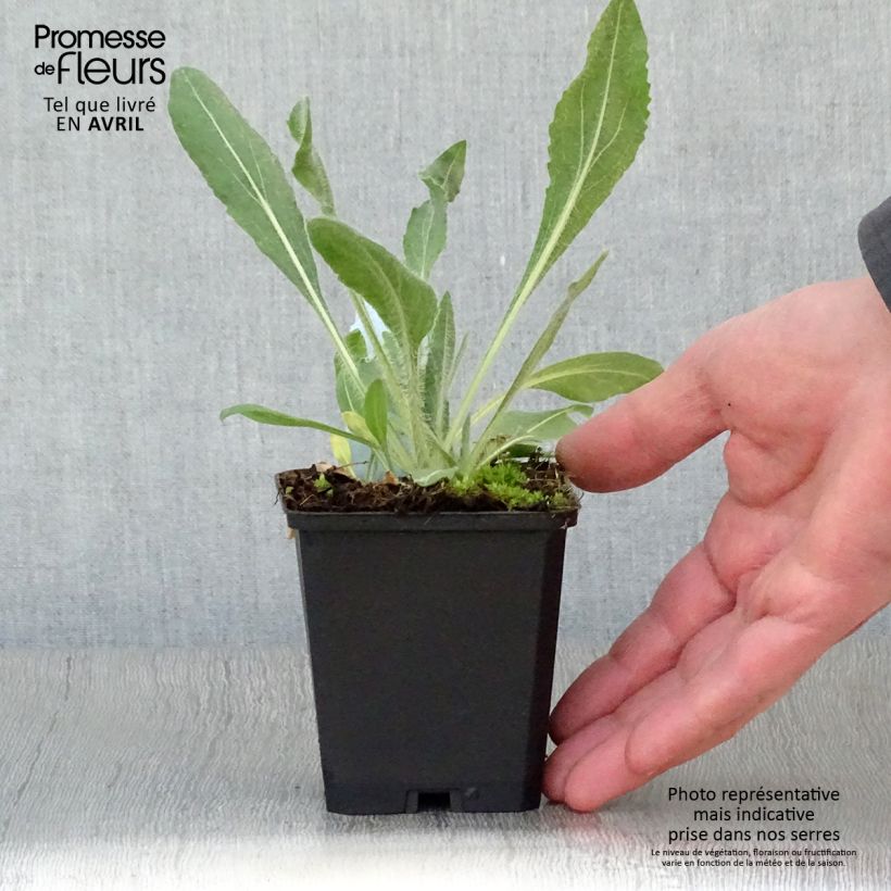 Gaillardia aristata Amber Wheels Vasetto da 8/9 cm esemplare consegnato in primavera