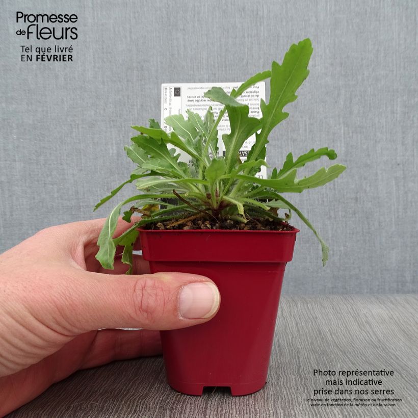 Gaillardia grandiflora Arizona Red Shades Vasetto da 8/9 cm esemplare consegnato in inverno