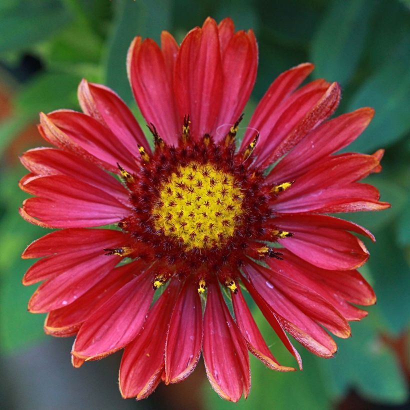 Gaillardia grandiflora Arizona Red Shades (Fioritura)