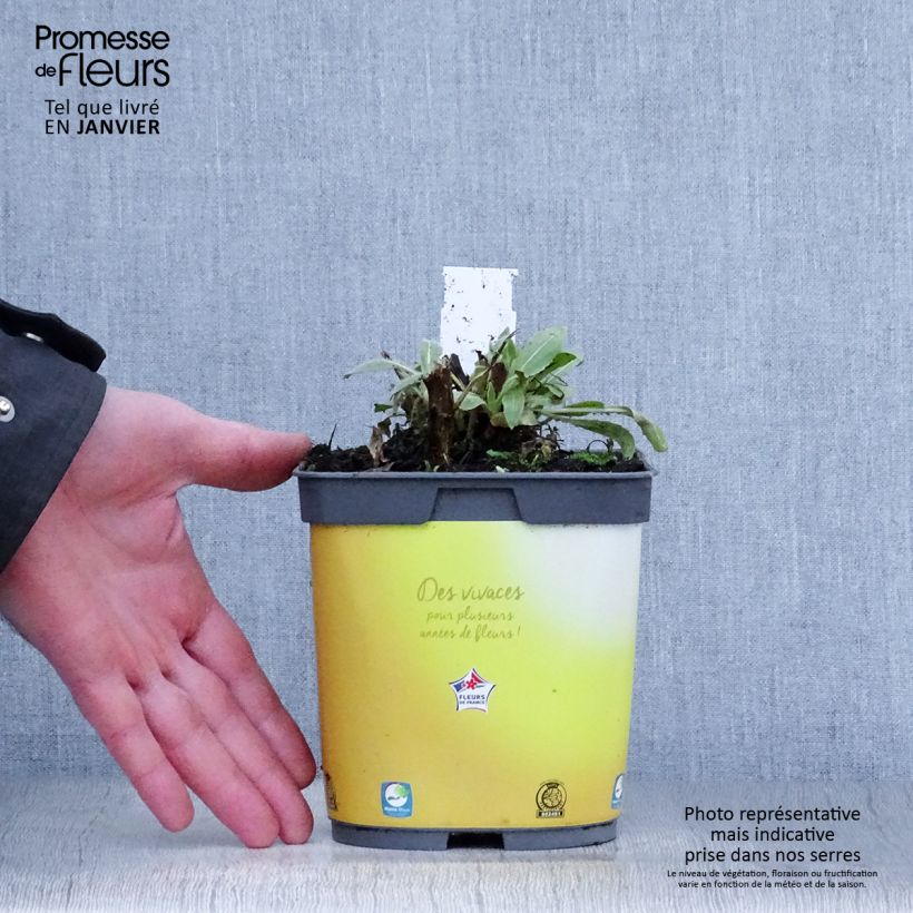 Gaillardia aristata Mesa Bright Color Vaso da 2L/3L esemplare consegnato in inverno