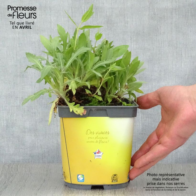 Gaillardia aristata Mesa Bright Color Vaso da 2L/3L esemplare consegnato in primavera