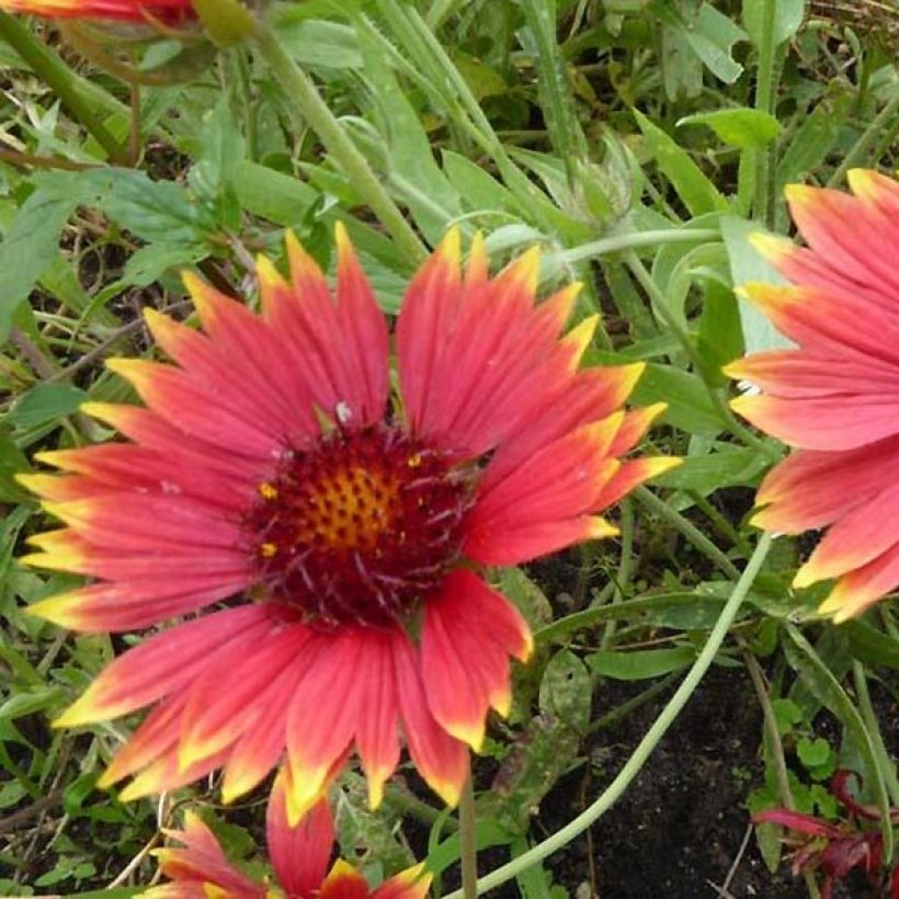Gaillardia grandiflora Tokayer (Fioritura)