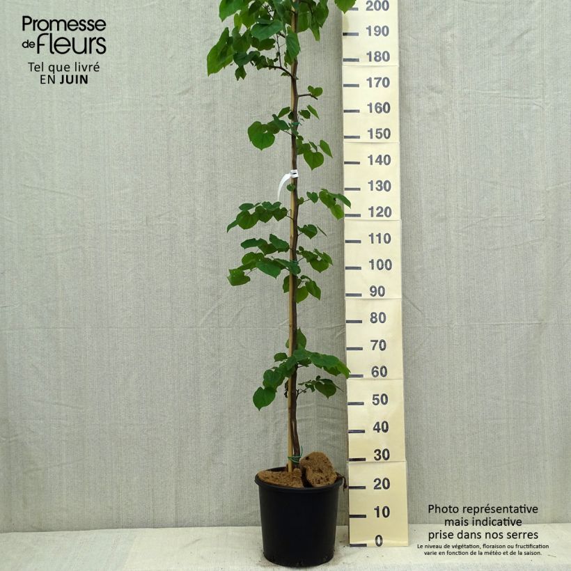 Esemplare di Cercis canadensis Cascading Hearts - Albero di Giuda Vaso da 7,5L/10L consegnato in estate