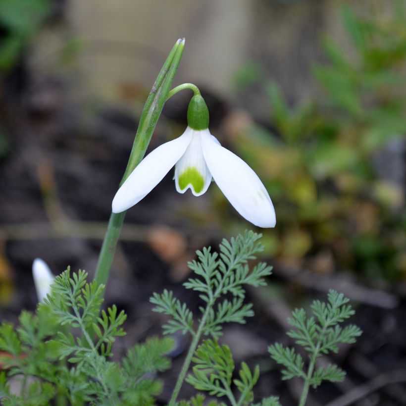 Galanthus reginae-olgae - Bucaneve (Fioritura)