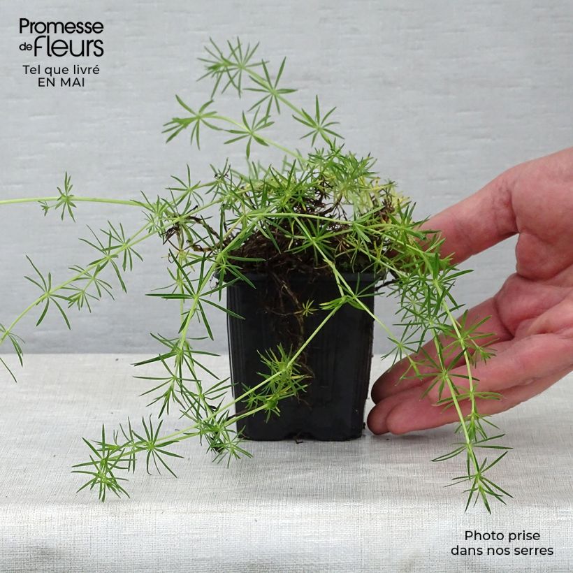 Galium verum - Caglio zolfino Vasetto da 8/9 cm esemplare consegnato in primavera