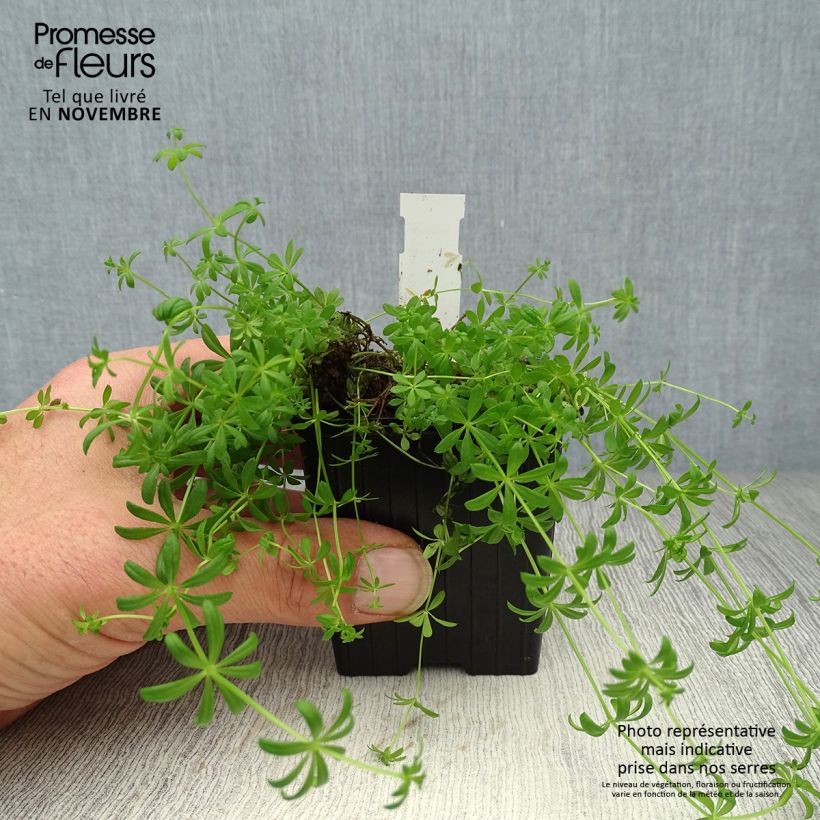 Esemplare di Galium verum - Caglio zolfino Vasetto da 8/9 cm come consegnato in autunno