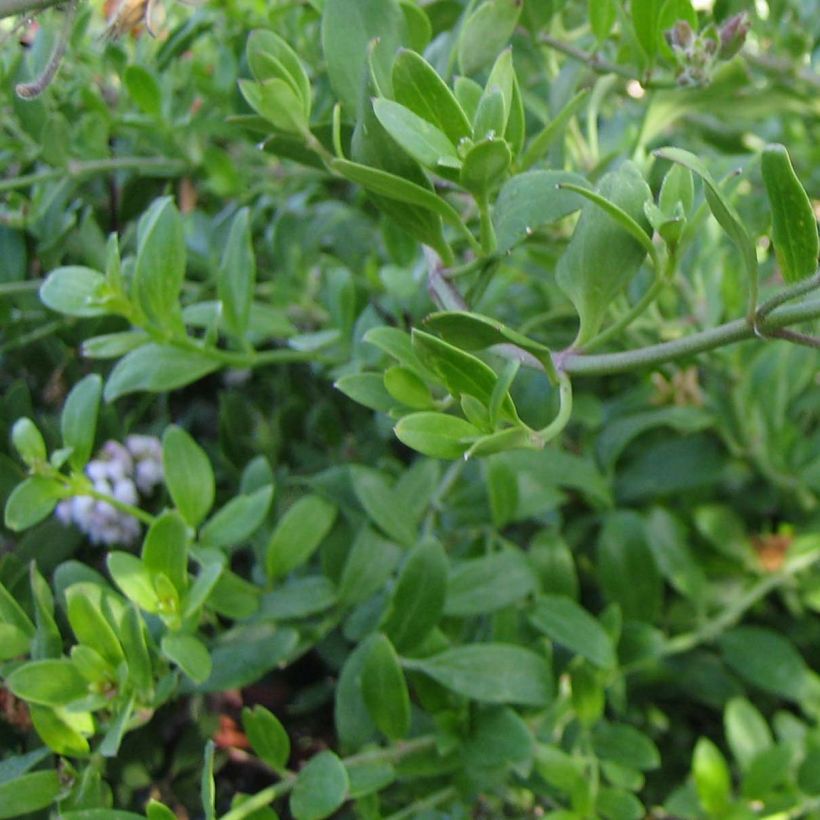 Galvezia speciosa (Fogliame)