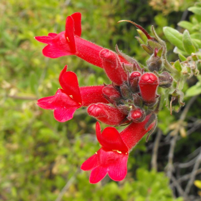 Galvezia speciosa (Fioritura)