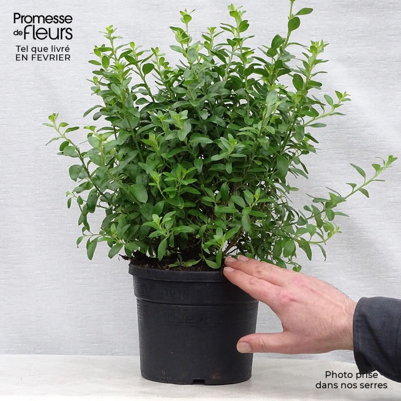 Galvezia speciosa Vaso da 3L/4L esemplare consegnato in inverno