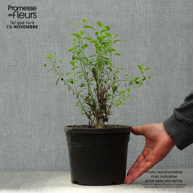 Esemplare di Galvezia speciosa Vaso da 3L/4L come consegnato in autunno