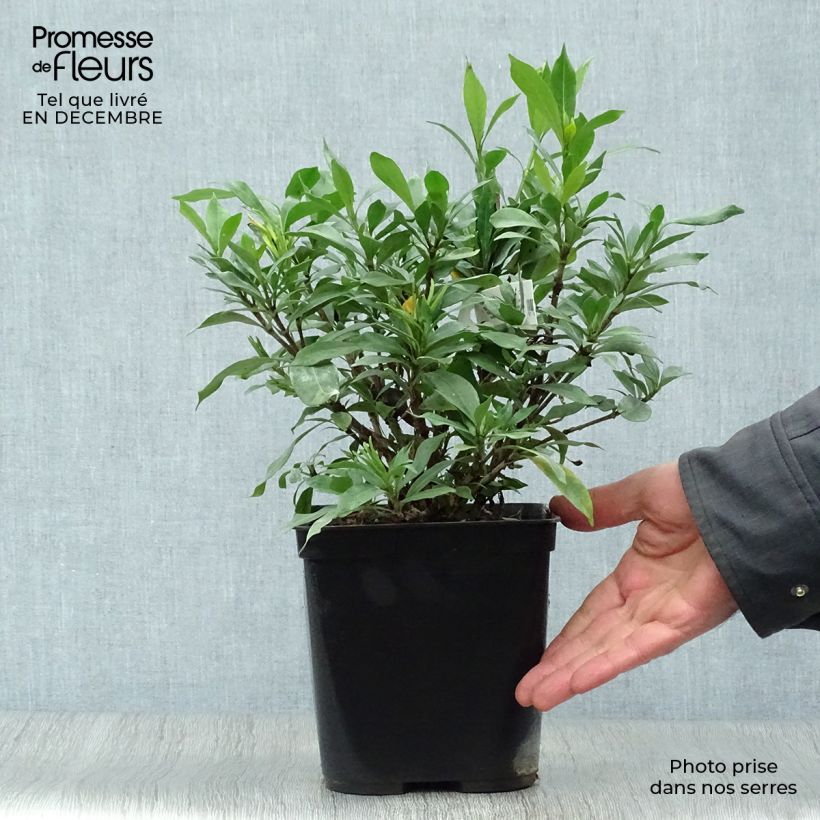 Gardenia Sweetheart Vaso da 2L/3L esemplare consegnato in inverno