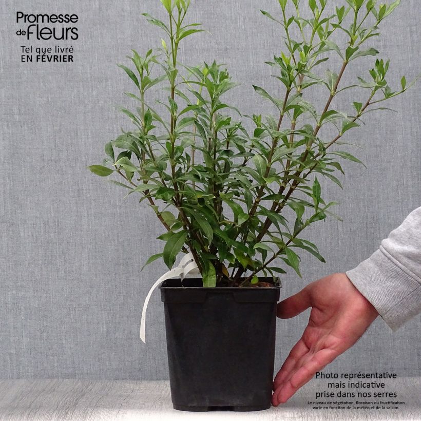 Esemplare di Gardenia Sweetheart Vaso da 2L/3L come consegnato in autunno