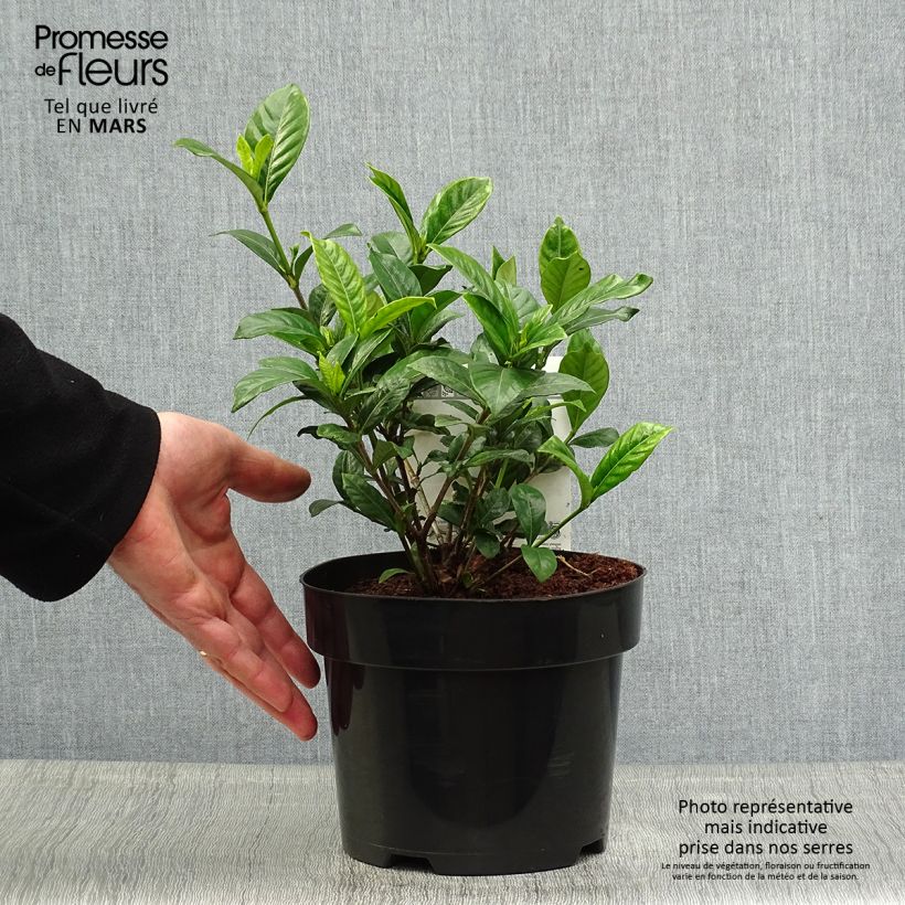 Gardenia Double Diamonds Vaso da 3L/4L esemplare consegnato in primavera