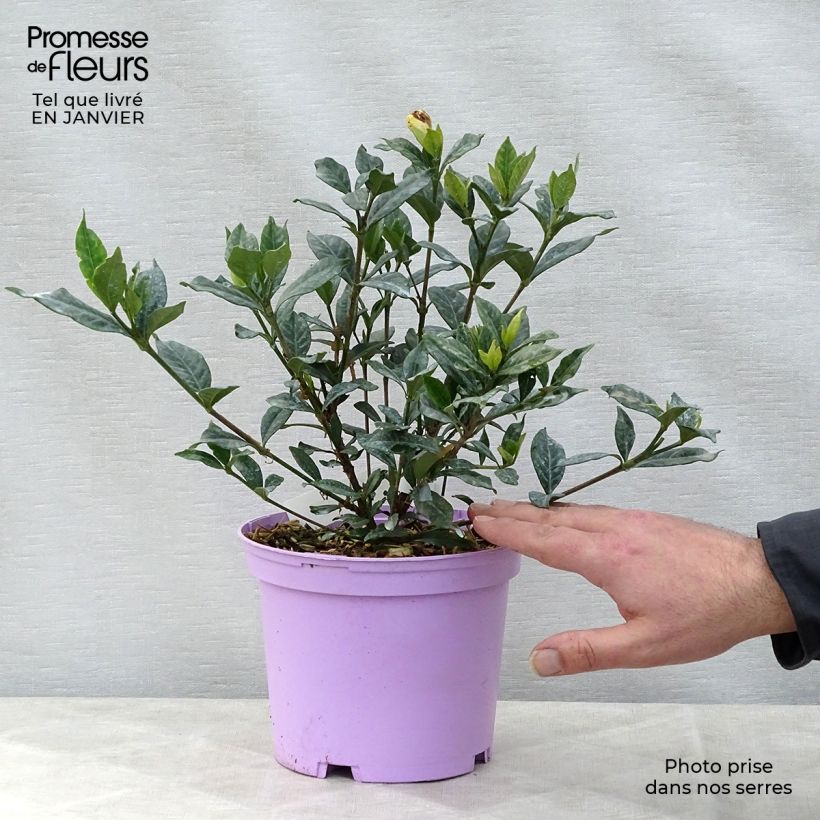 Gardenia Double Mint Vaso da 2L/3L esemplare consegnato in inverno