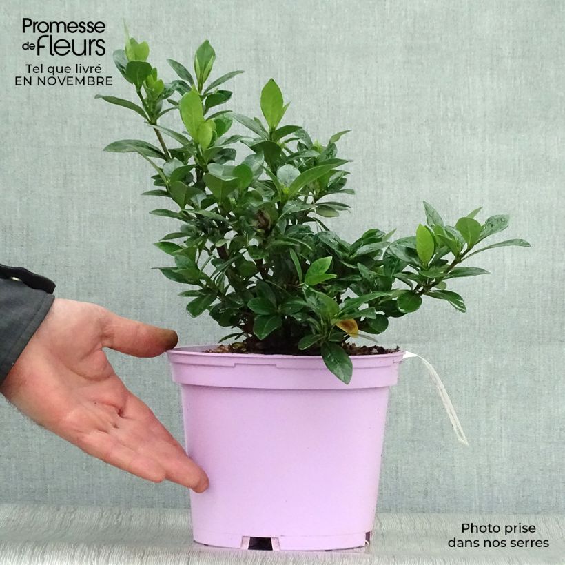Esemplare di Gardenia Kleim's Hardy Vaso da 2L/3L come consegnato in autunno
