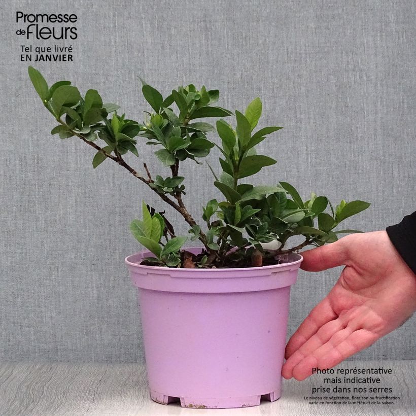 Gardenia Kleim's Hardy Vaso da 2L/3L esemplare consegnato in inverno