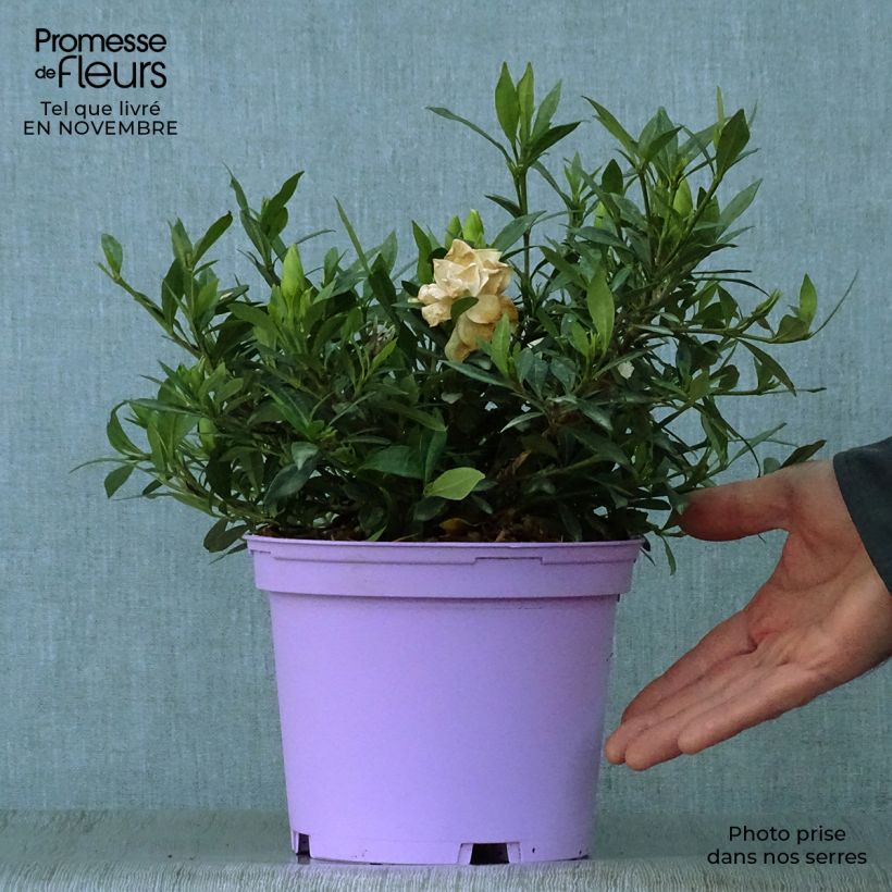 Esemplare di Gardenia Perfumed Petticoats Vaso da 2L/3L come consegnato in autunno