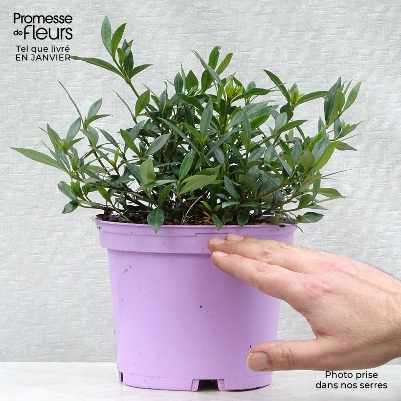 Gardenia Perfumed Petticoats Vaso da 2L/3L esemplare consegnato in inverno