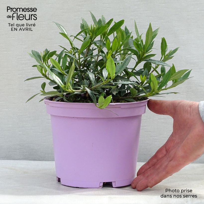 Gardenia Perfumed Petticoats Vaso da 2L/3L esemplare consegnato in primavera