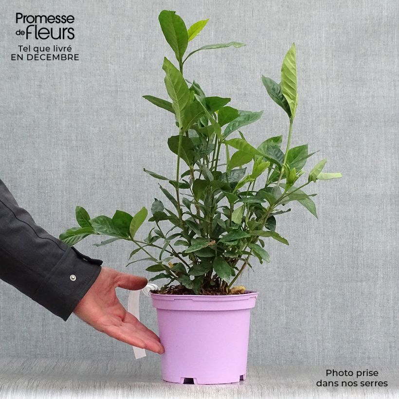 Gardenia Summer Snow Vaso da 3L/4L esemplare consegnato in inverno