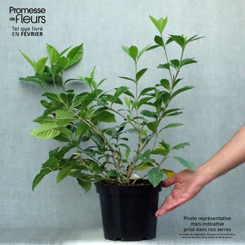 Esemplare di Gardenia Summer Snow Vaso da 3L/4L come consegnato in autunno
