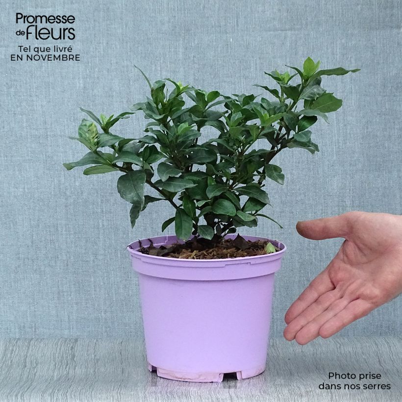Esemplare di Gardenia Pinwheel Vaso da 2L/3L come consegnato in autunno