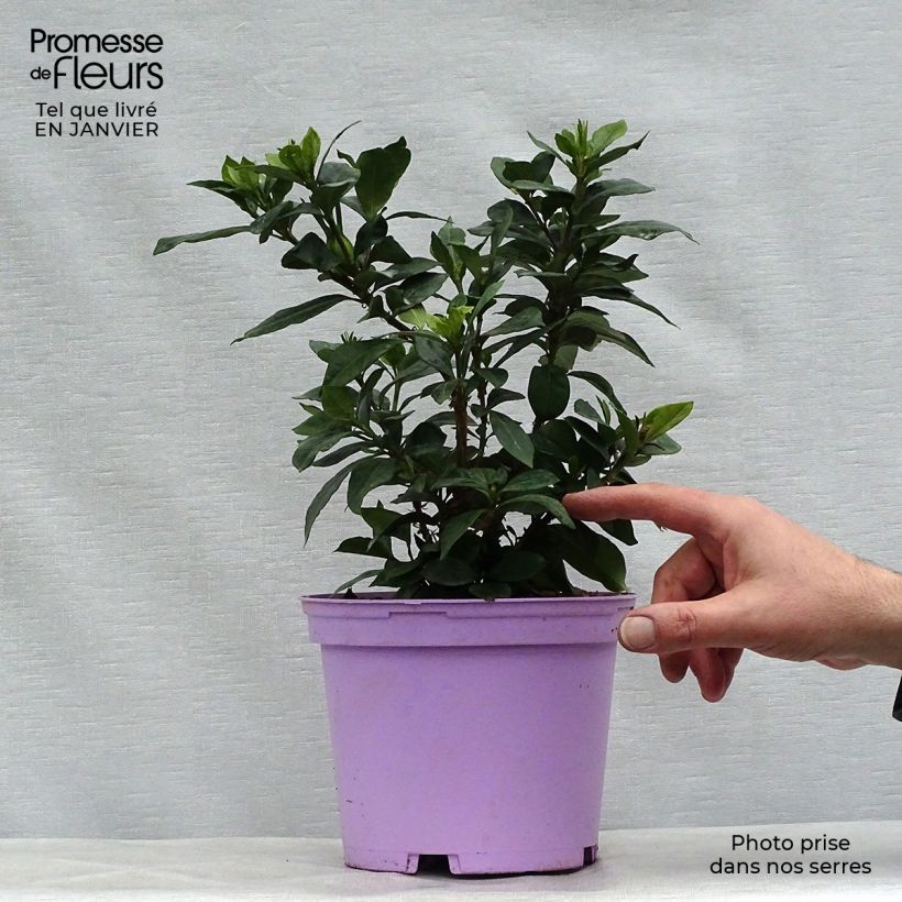 Gardenia Pinwheel Vaso da 2L/3L esemplare consegnato in inverno