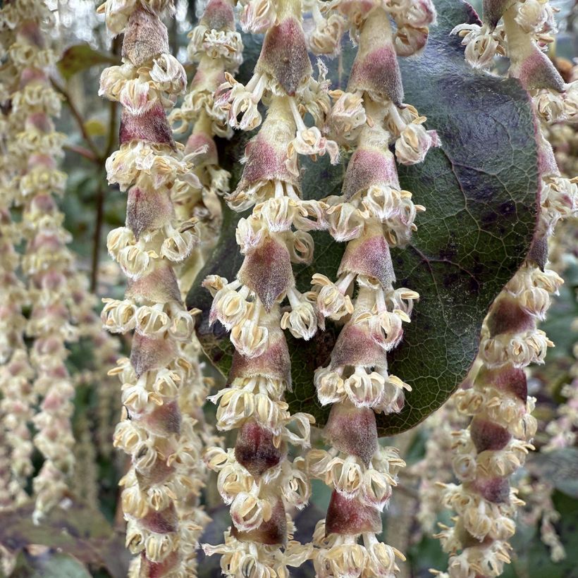 Garrya elliptica (Fioritura)