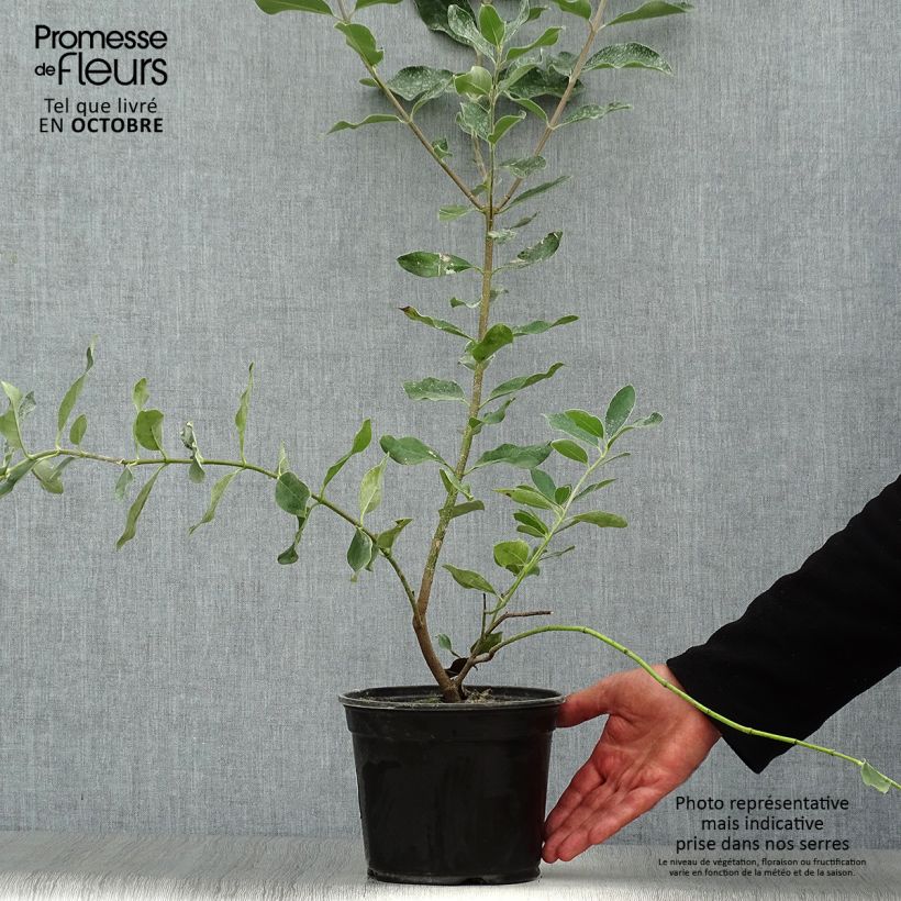 Esemplare di Garrya thuretii Vaso da 2L/3L come consegnato in autunno