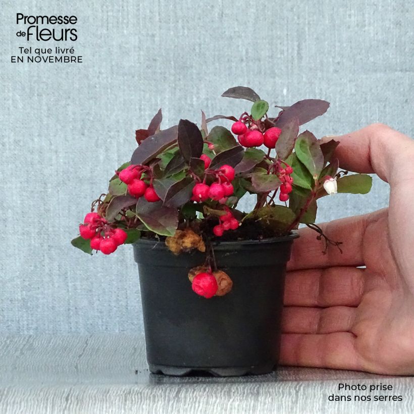 Esemplare di Gaultheria procumbens - Tè del Canada Vasetto da 8/9 cm come consegnato in autunno