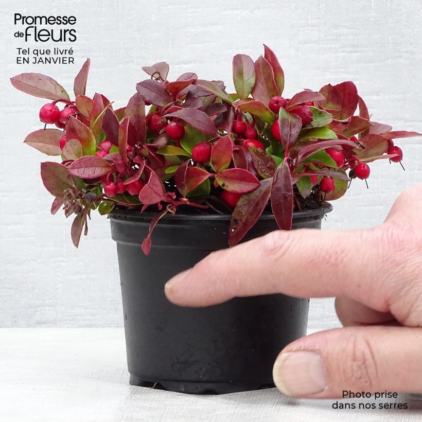 Gaultheria procumbens - Tè del Canada Vasetto da 8/9 cm esemplare consegnato in inverno