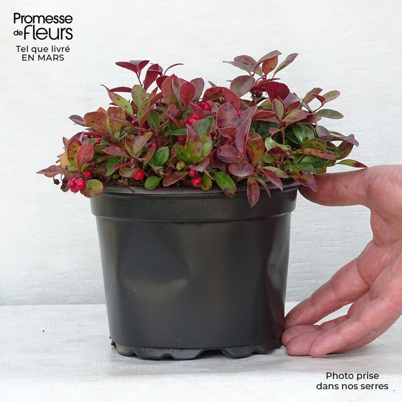 Gaultheria procumbens - Tè del Canada Vaso da 2L/3L esemplare consegnato in inverno