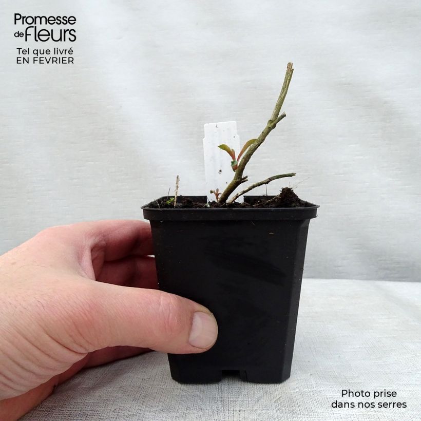 Gaura Crimson Butterfly Vasetto da 8/9 cm esemplare consegnato in inverno