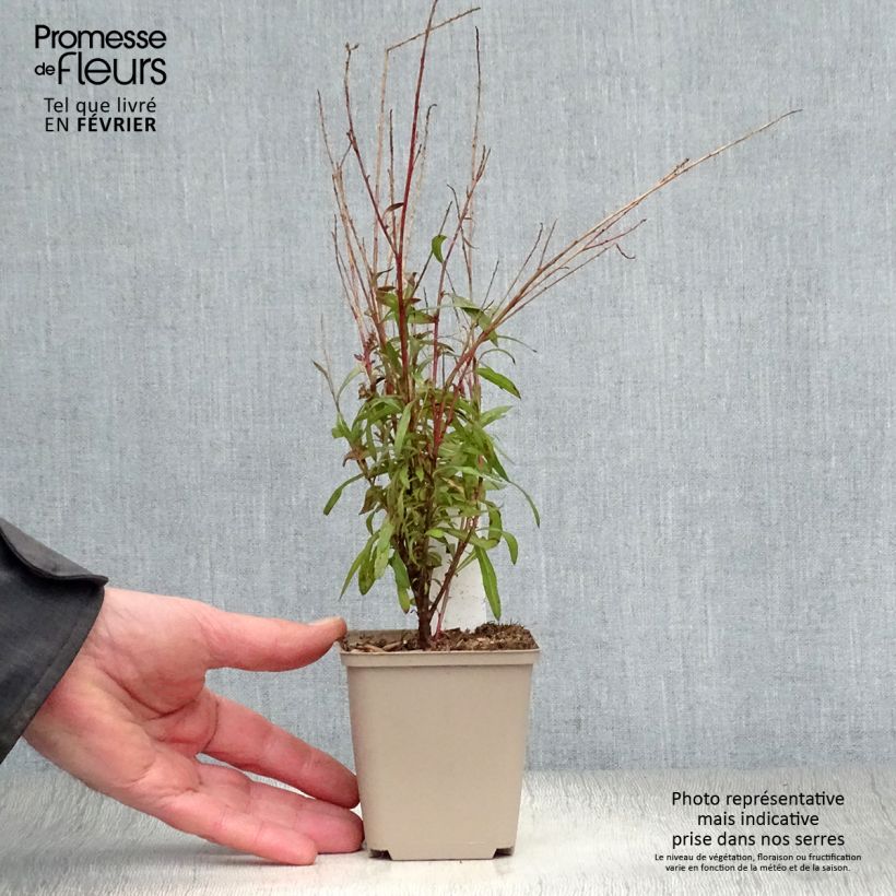 Gaura Baby Butterfly Dark Pink Vasetto da 8/9 cm esemplare consegnato in inverno