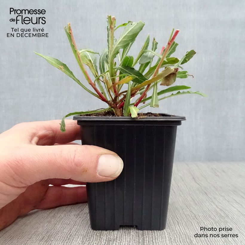 Gaura White Vasetto da 7/8 cm esemplare consegnato in inverno