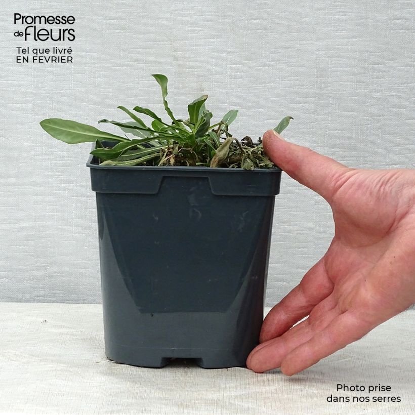 Gaura White Vaso da 2L/3L esemplare consegnato in inverno