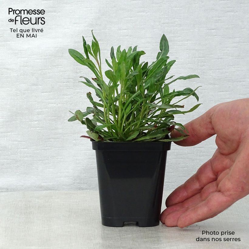 Gaura White Vasetto da 7/8 cm esemplare consegnato in primavera