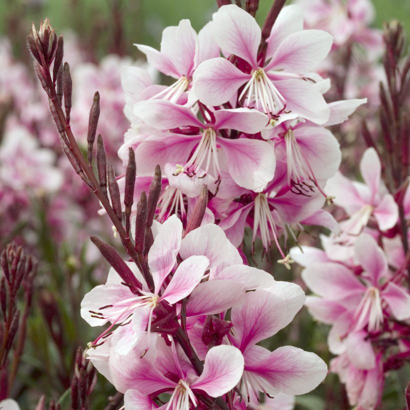 Gaura Cherry Brandy (Fioritura)