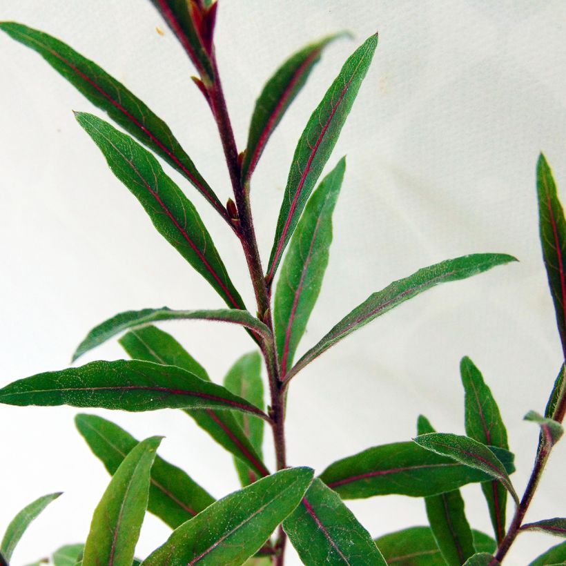Gaura Cherry Brandy (Fogliame)