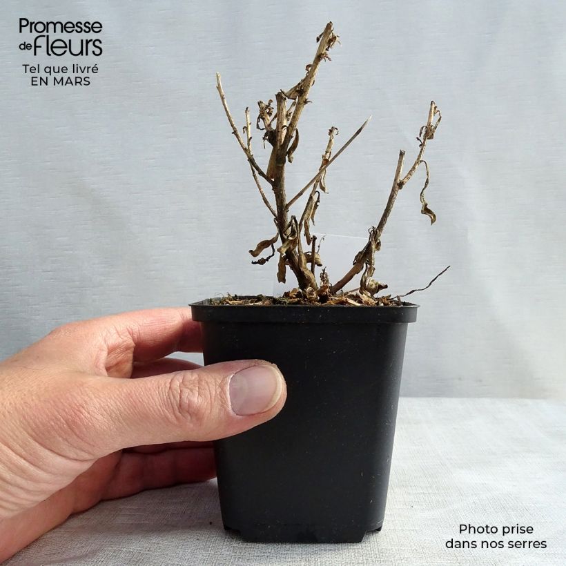 Gaura Corrie's Gold Vasetto da 8/9 cm esemplare consegnato in primavera