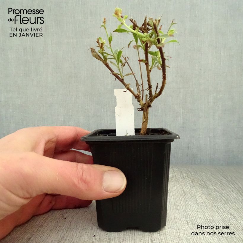 Gaura Freefolk Rosy Vasetto da 8/9 cm esemplare consegnato in inverno