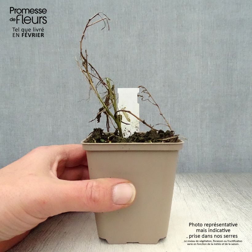 Gaura Passionate Blush Vasetto da 8/9 cm esemplare consegnato in inverno