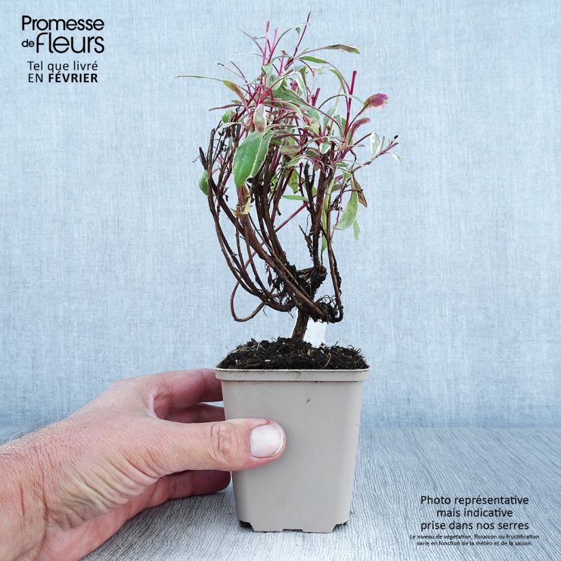 Esemplare di Gaura Passionate Rainbow Vasetto da 8/9 cm come consegnato in autunno