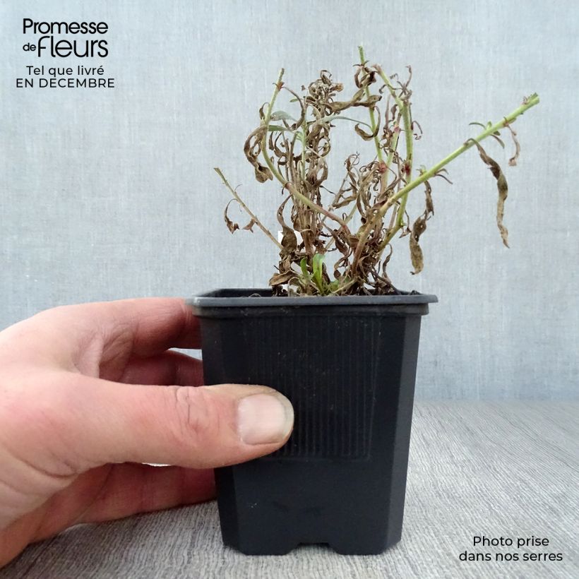 Gaura Rosy Jane Vasetto da 8/9 cm esemplare consegnato in inverno