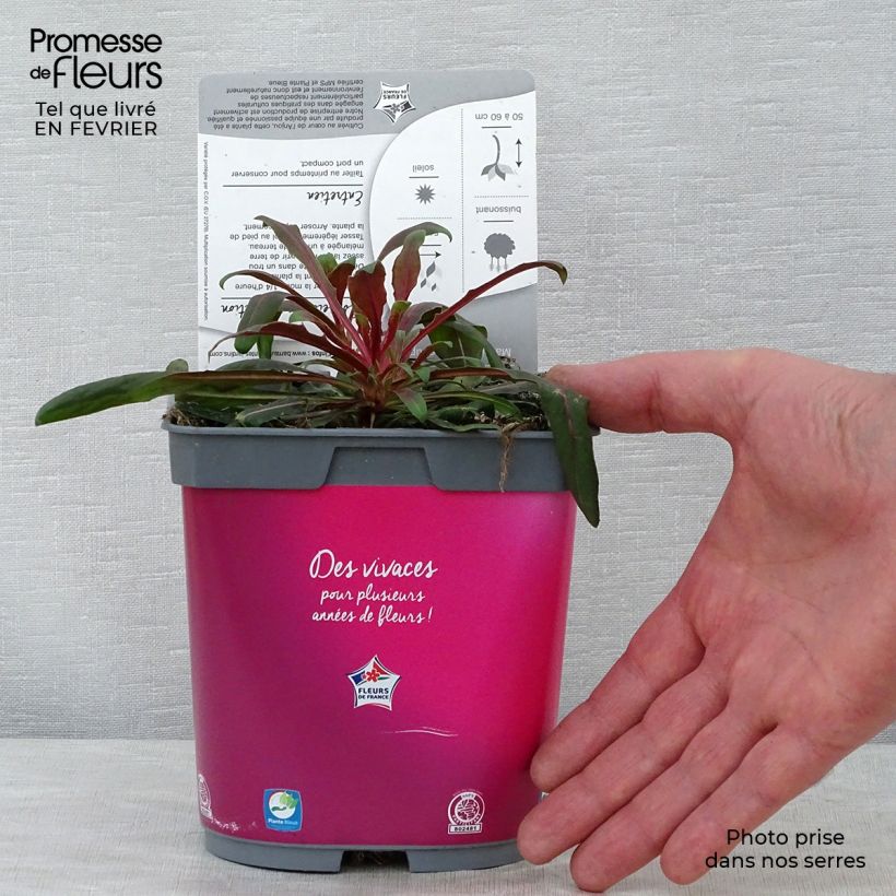 Gaura Rosy Jane Vaso da 2L/3L esemplare consegnato in inverno