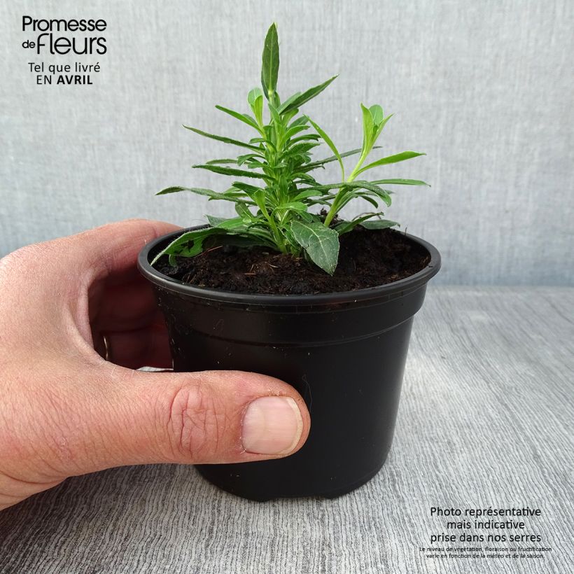 Gaura Snowbird Vasetto da 8/9 cm esemplare consegnato in primavera