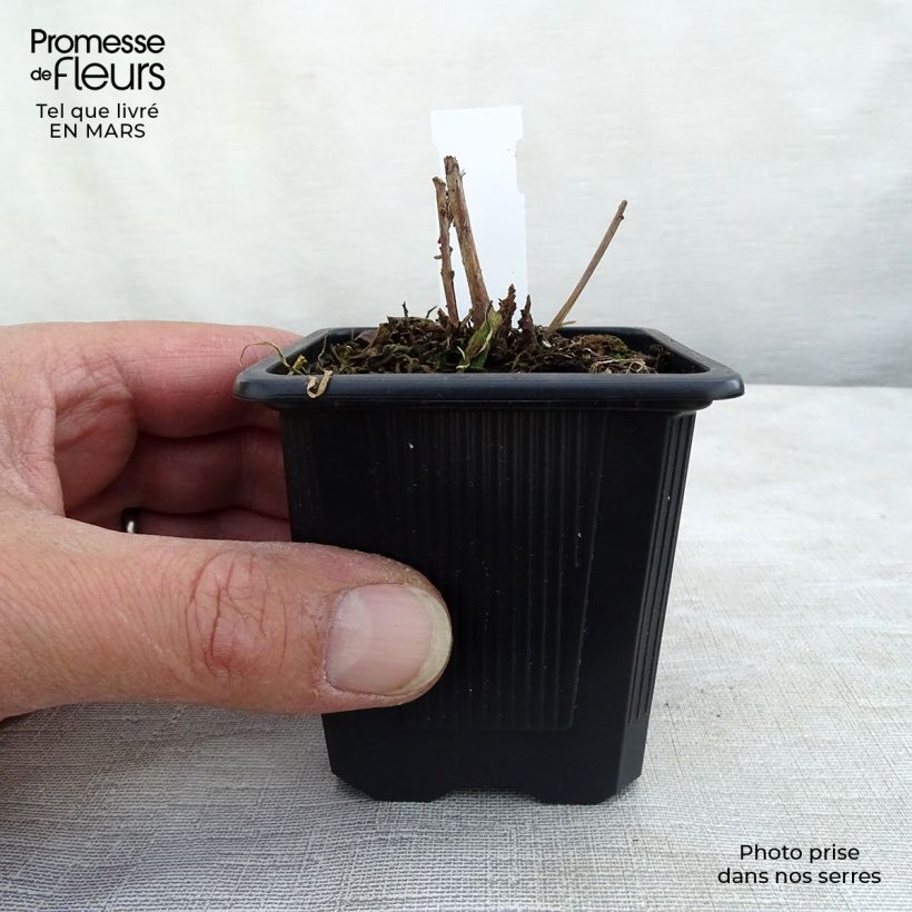 Gaura Summer Breeze Vasetto da 8/9 cm esemplare consegnato in inverno